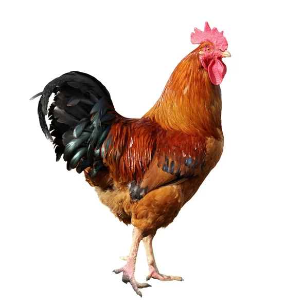 Fehér alapon izolált csirke — Stock Fotó