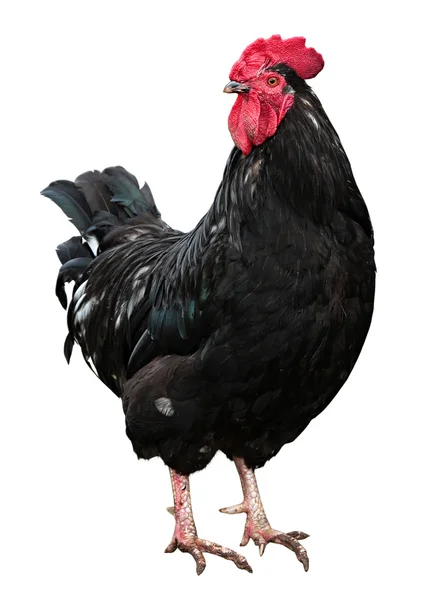 흰 배경에서 분리 된 닭고기 — 스톡 사진