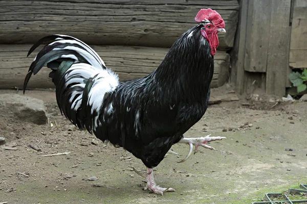 Gallo colorato . — Foto Stock