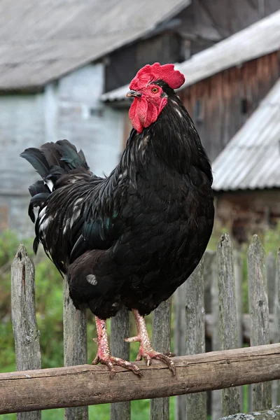 Gallo colorato . — Foto Stock