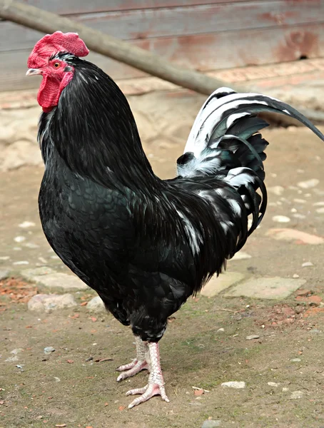 Gallo colorato . — Foto Stock