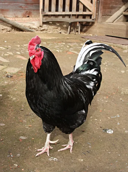 Colorful Rooster. — Stock Photo, Image