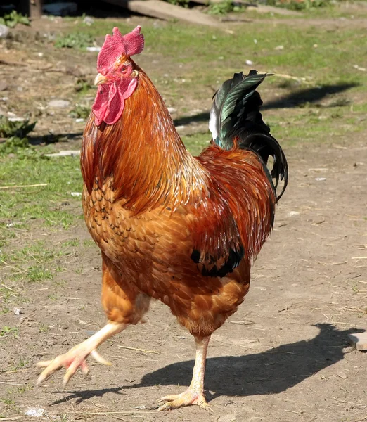 Colorful Rooster. — Stock Photo, Image