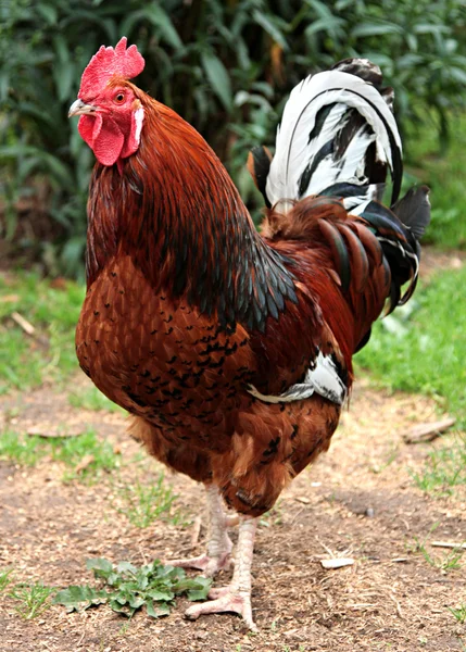 Colorful Rooster. Stock Image