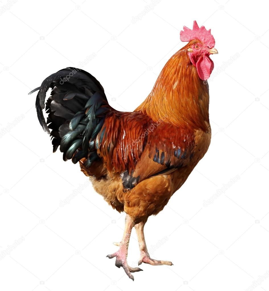 Chicken isolated on a white background