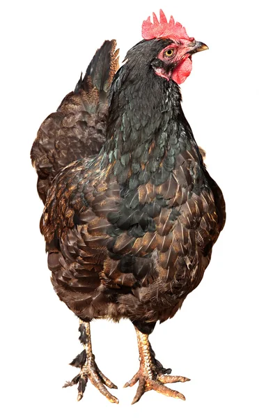 Braune Henne isoliert auf weißem Hintergrund. — Stockfoto