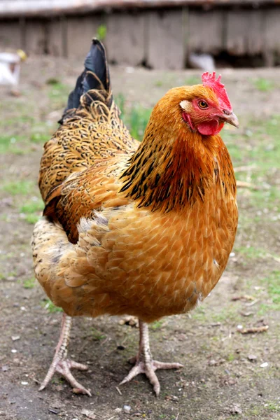 Gallina marrón — Foto de Stock