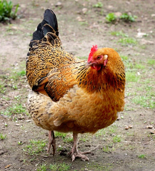 Gallina bruna — Foto Stock