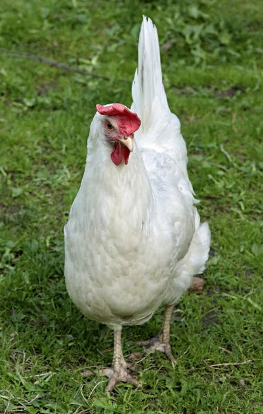 Gallina bruna — Foto Stock