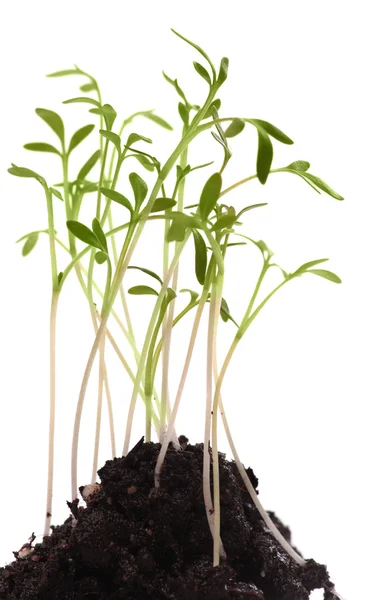 Groene jonge plant geïsoleerde witte achtergrond. macro. Verse spruit — Stockfoto