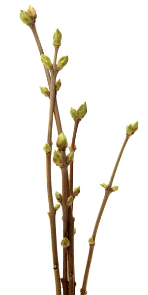 Spring branch of Tree, isolated  white background. — Stock Photo, Image