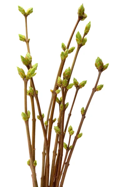 Spring branch of Tree, isolated  white background. — Stock Photo, Image