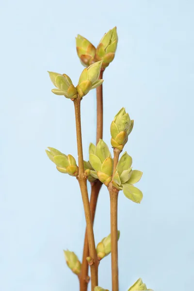 Våren gren av träd. Tree stick mot blå himmel bakgrund. — Stockfoto