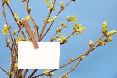 message written  white card hanging on green leafy branch by wooden clothes peg. clipart