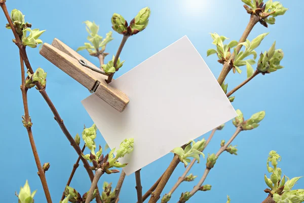 Mensaje escrito tarjeta blanca colgando en rama de hoja verde por la clavija de ropa de madera . — Foto de Stock