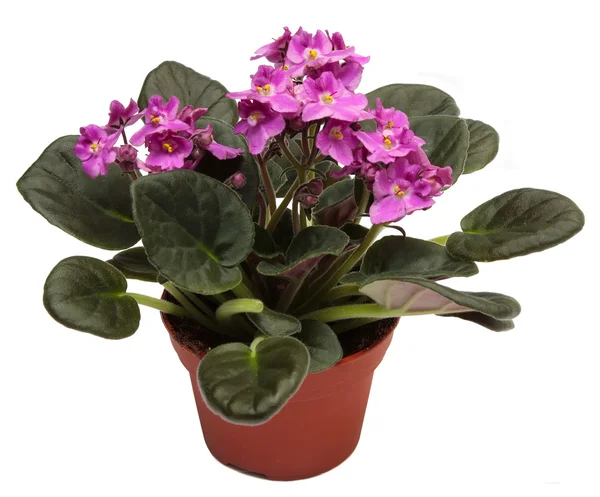 Violets. Home indoor plant in flowerpot isolated on a white background — Stock Photo, Image