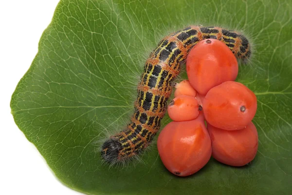 Raupe auf einem Blatt caprioli, isolierter weißer Hintergrund. — Stockfoto