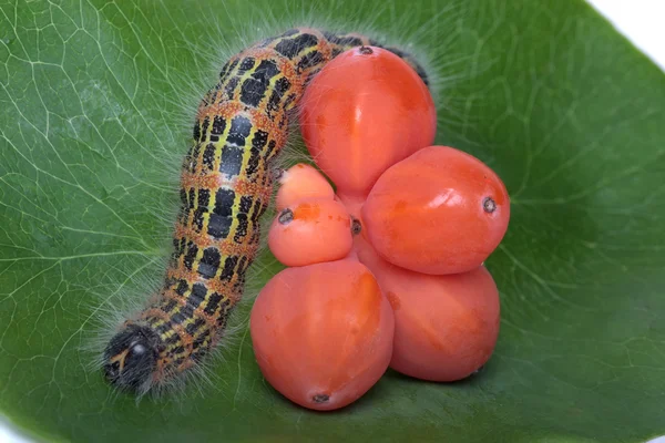 Raupe auf einem Blatt caprioli, isolierter weißer Hintergrund. — Stockfoto