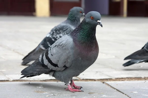 Dove. Grey pigeon Shooting on street. — Stock Photo, Image