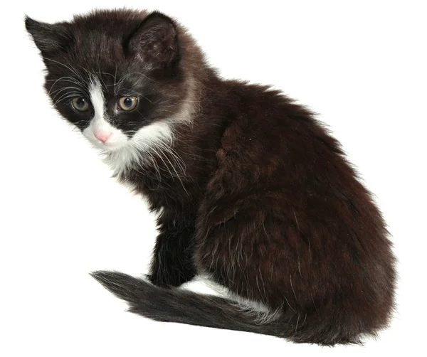 子猫、白い背景で隔離の小さな猫 — ストック写真