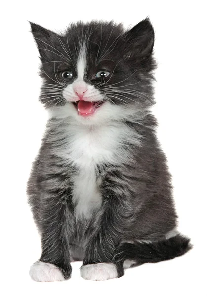 고양이, 흰색 배경에 고립 된 작은 고양이 — 스톡 사진