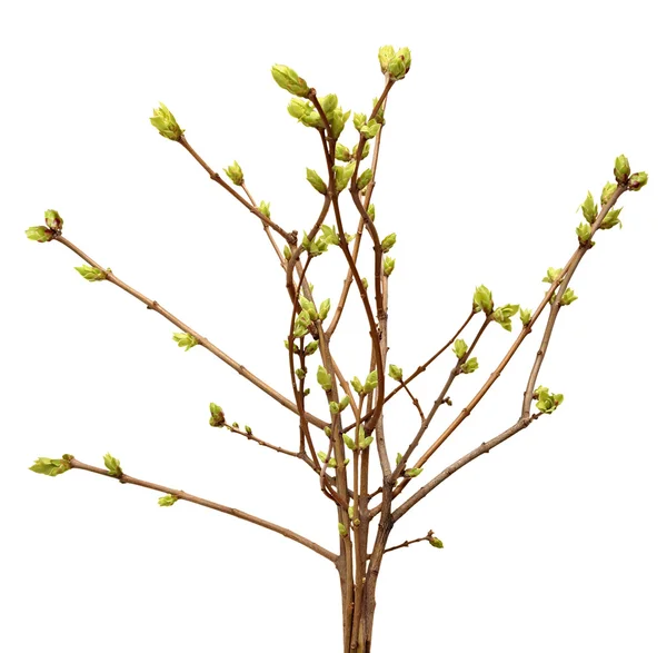 Rama de primavera del árbol, brote en una rama de árbol aislada sobre fondo blanco . —  Fotos de Stock
