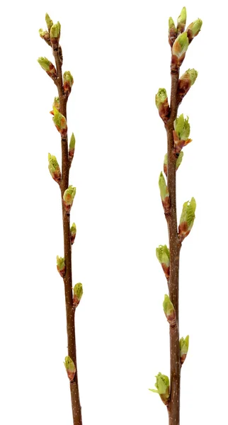 Spring branch of Tree isolated on  white background. — Stock Photo, Image