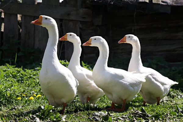 Domestic geese — Stock Photo, Image