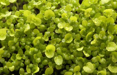 Fidan. çok genç taze yeşil bitkiler. Makro.