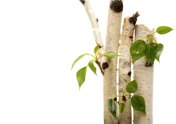 Twig and green leaf frame isolated  white background. birch — Stock Photo, Image