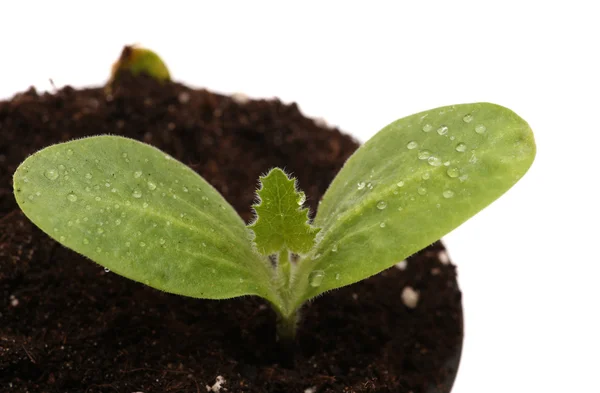 Groene jonge plant geïsoleerde witte achtergrond. macro. — Stockfoto