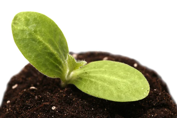 Verde jovem planta isolado fundo branco. macro . — Fotografia de Stock