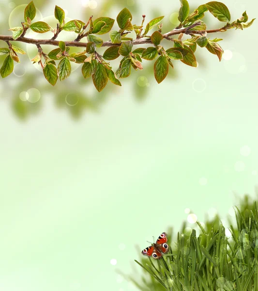 Spring background with grass, butterflies and green branches leaves. — Stock Photo, Image