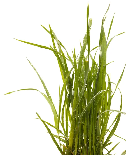 Green grass isolated white background. Sedge. — Stock Photo, Image