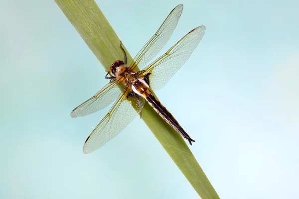 Dragonfly που κάθεται στο λεπίδα της χλόης μπλε φόντο. — Φωτογραφία Αρχείου