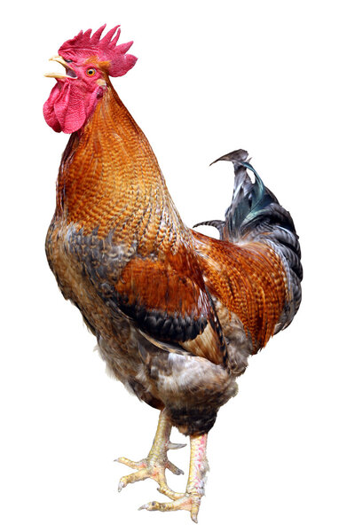 Colorful  Rooster isolated on white background 