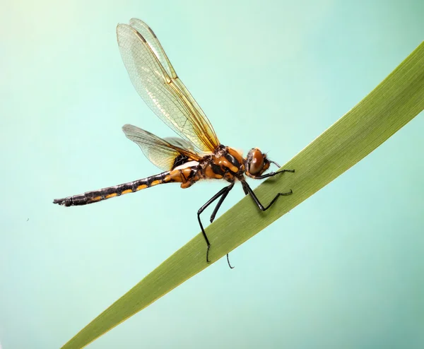 坐在叶片的草蓝色背景上的蜻蜓. — 图库照片