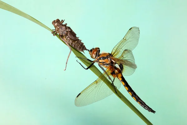 Junge Libellenlarven kriechen davon. blauer Hintergrund. Metamorphose — Stockfoto