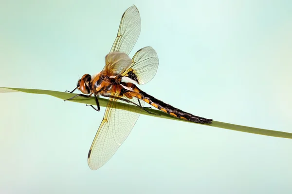 坐在叶片的草蓝色背景上的蜻蜓. — 图库照片