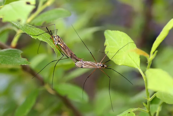 Tipulidae. Komáři se milovat. — Stock fotografie