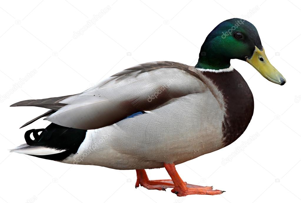 Colourful mallard duck isolated on white background