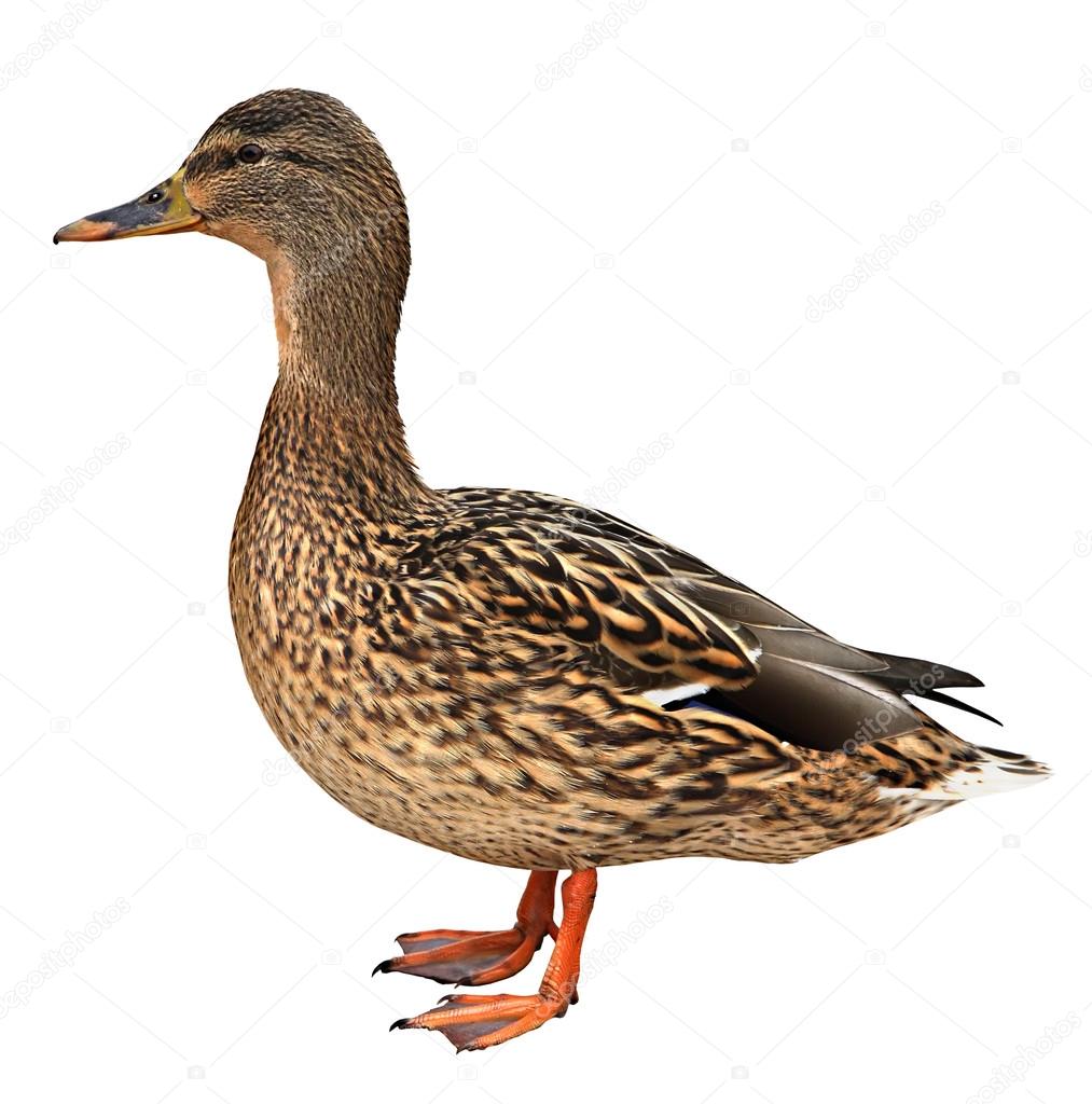 Female Mallard with clipping path, standing in front of white background 