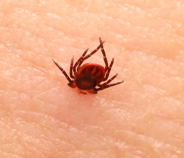 Encephalitis tick — Stock Photo, Image