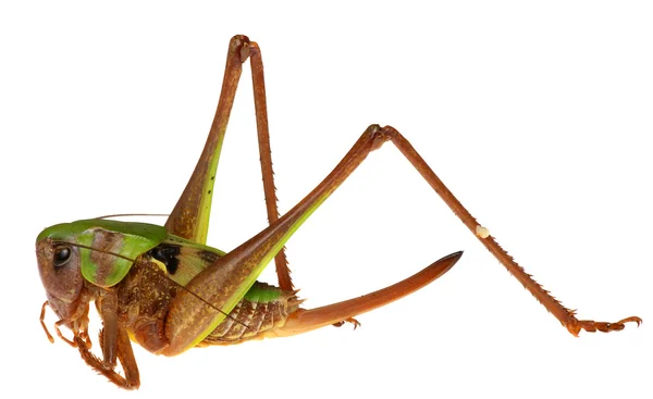 Grasshopper in front  isolated on white background. — Stock Photo, Image