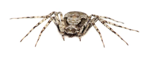Серый паук изолирован на белом фоне. Макро . Стоковая Картинка