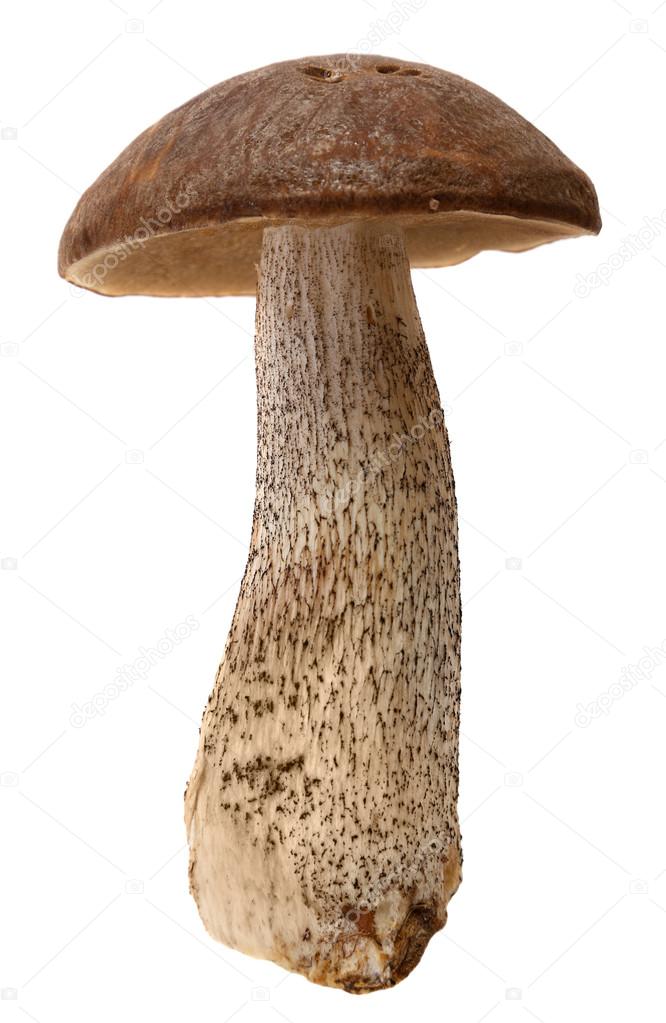  boletus. Forest mushrooms isolated on white background.