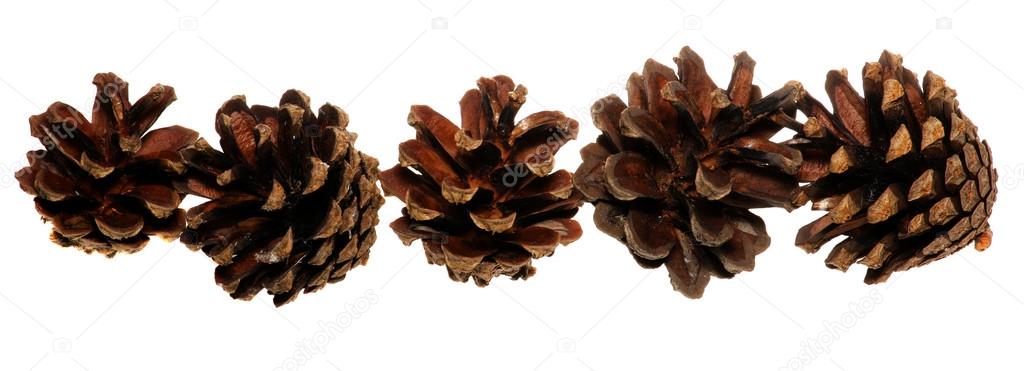 Pine cones isolated on white background.