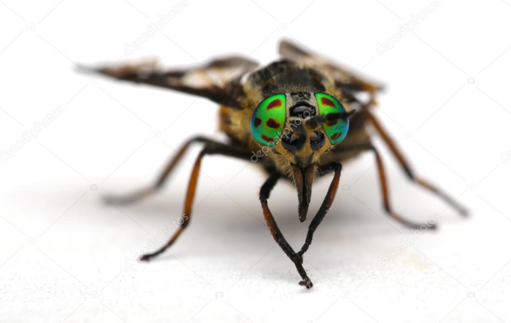 Eyes of an insect. Portrait  Gadfly. Hybomitra horse fly head closeup 