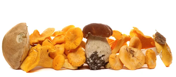 Выбор диких кормовых грибов изолирован на белом фоне, с тенью. Грибы Boletus Edulis — стоковое фото