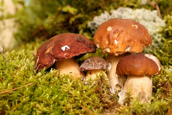 Cogumelos Bolete, fungo na natureza, Boletus pinophilus . — Fotografia de Stock